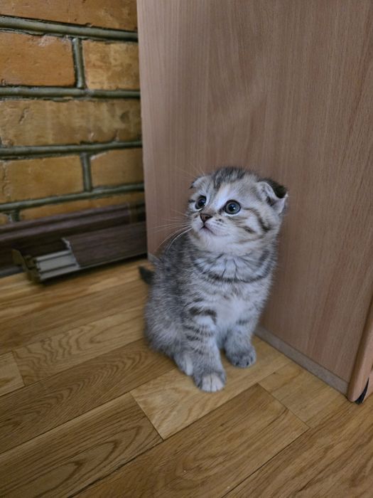 Продаются котята фолды