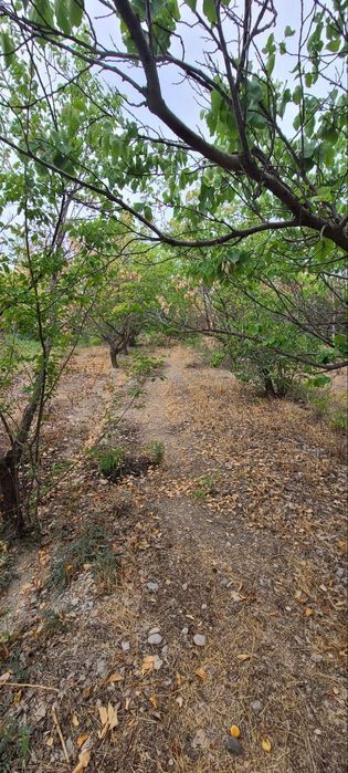 DACHA sotiladi suv Elektor bor