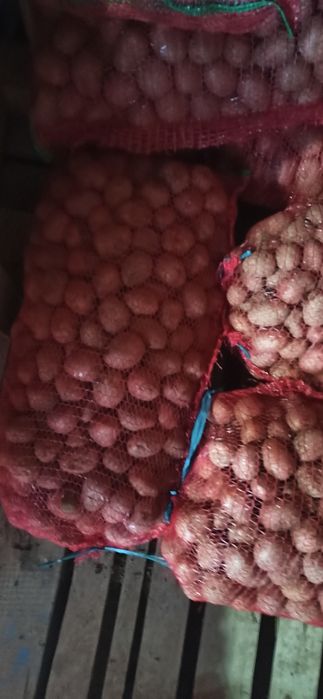 Cartofi de sămânță