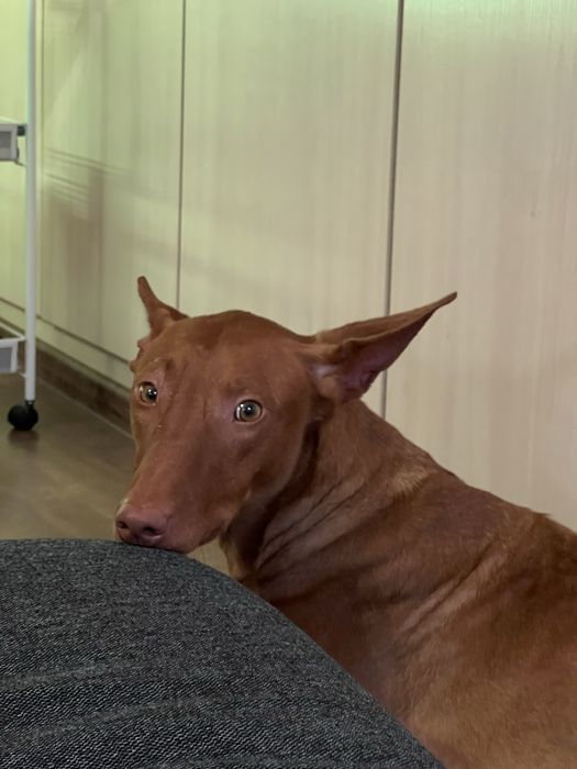 Фараонова собака