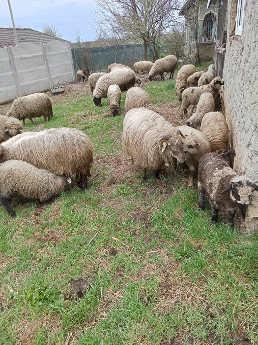 Oi fătate și grstante