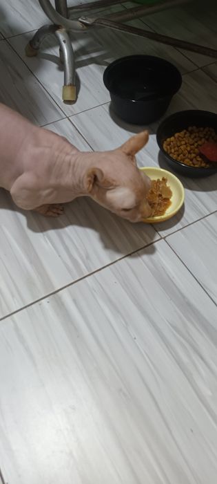 Продаётся клубная канадский сфинкс, бамбино