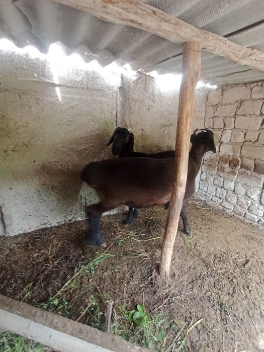 Кучкорлар, сотилади