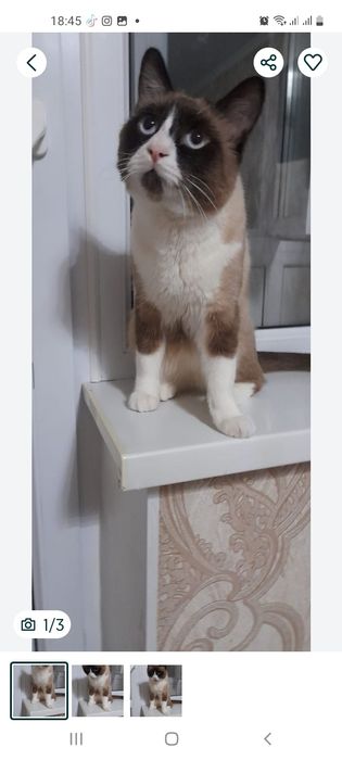 потеряли кошку сиамский!!