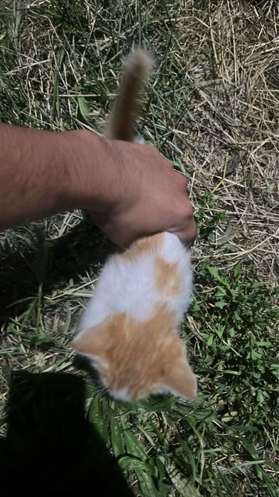 Отдам котёнка в хорошие руки