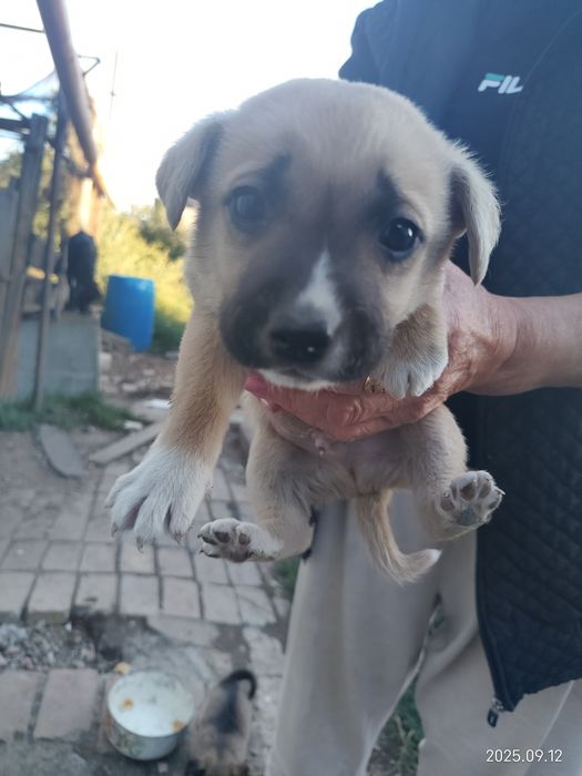 Отдам в добрые руки щенят