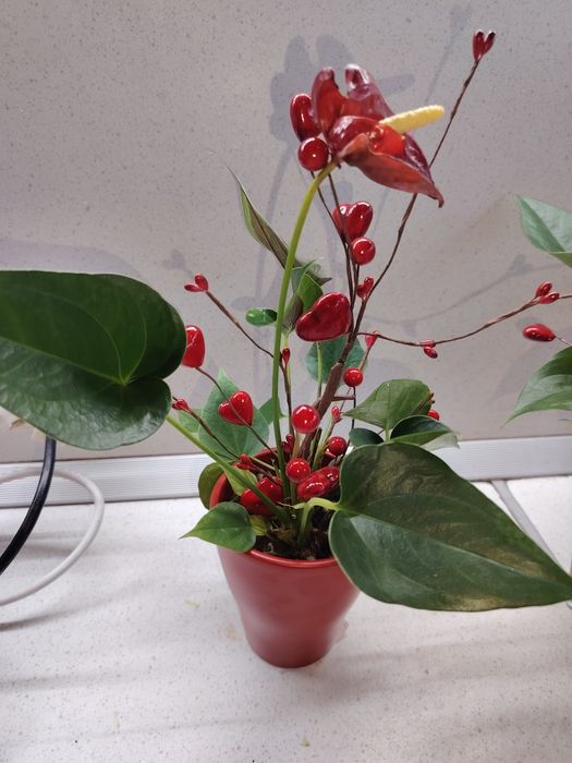 Зелени живи  растения в кашпи, червените подходящи за Свети Валентин