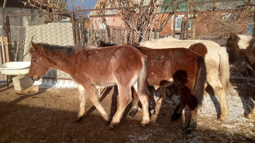 Жабағылар сатылады