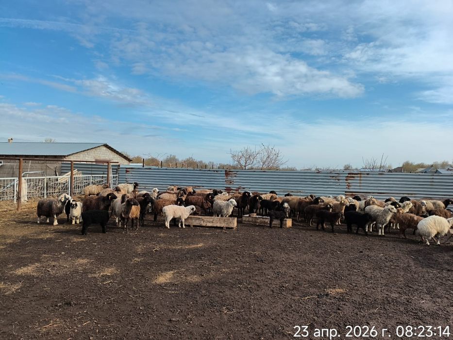 Продам баранов оптом.