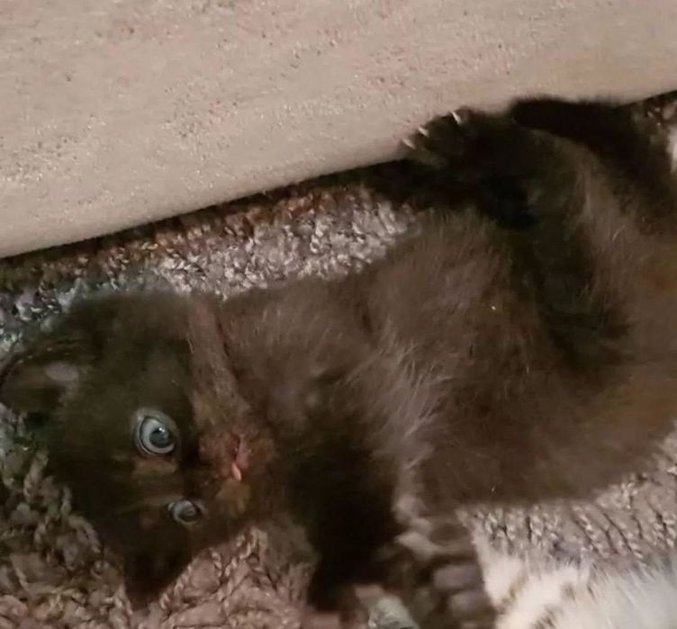 Британские девочки и мальчики