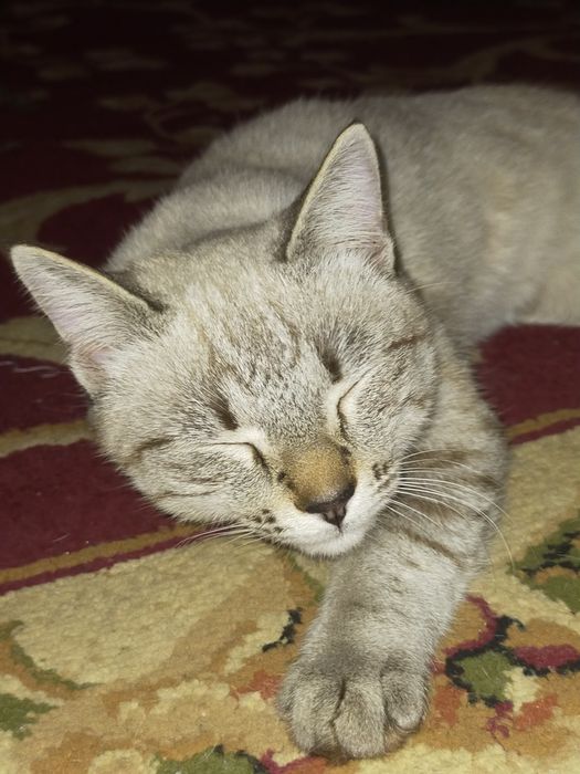 сиямский  кошка 3 жасар