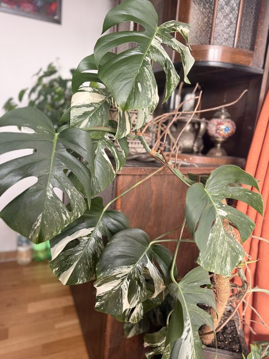 Монстера /Monstera deliciosa Albo-Variegata