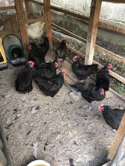 Gaini Australorp