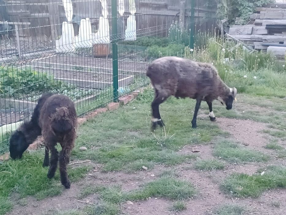 Продам қошқара за 120 000тг
