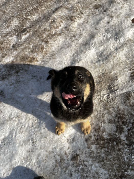 Чистопордистая авчарка