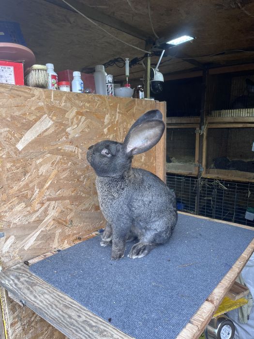 Urias german gri fier si gri