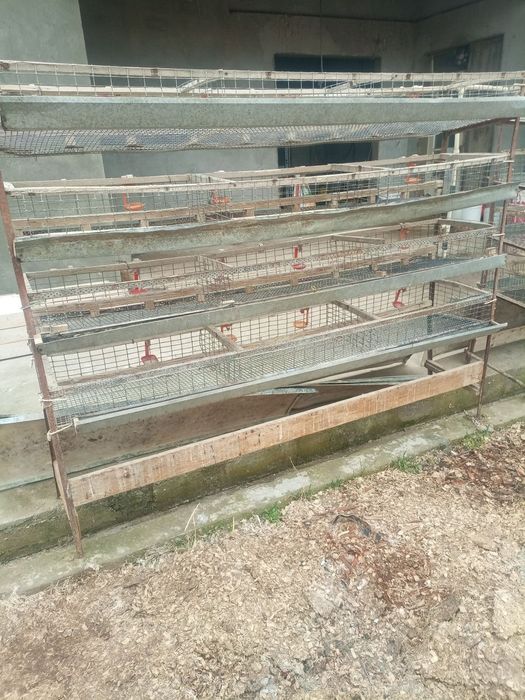 Bedana qafasla va inkubator sotikadi