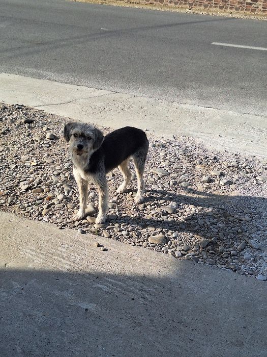 Donez catelusa speriată!