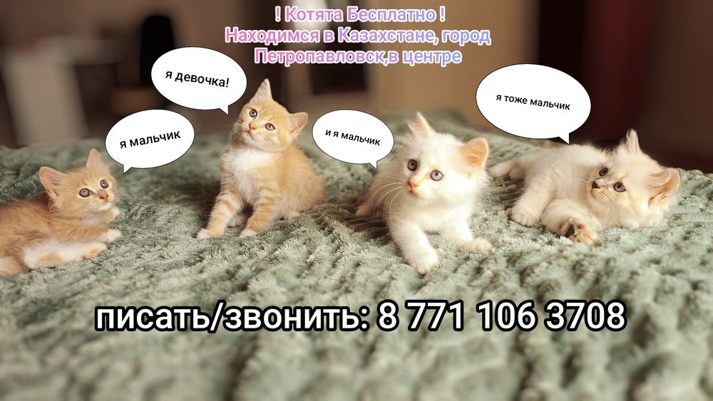 Котята бесплатно