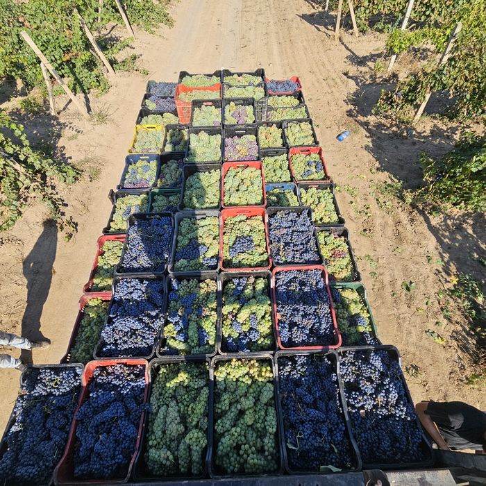 Vînd Struguri de vin cu transport gratuit 
Fetească Regală
Tămâioasă Românească
Grasă de Cotnari
Șarbă
Crâmpoșie
Zghihară de Huși
Galbenă de Odobești