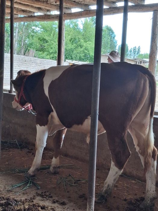 Buqa Simmental .