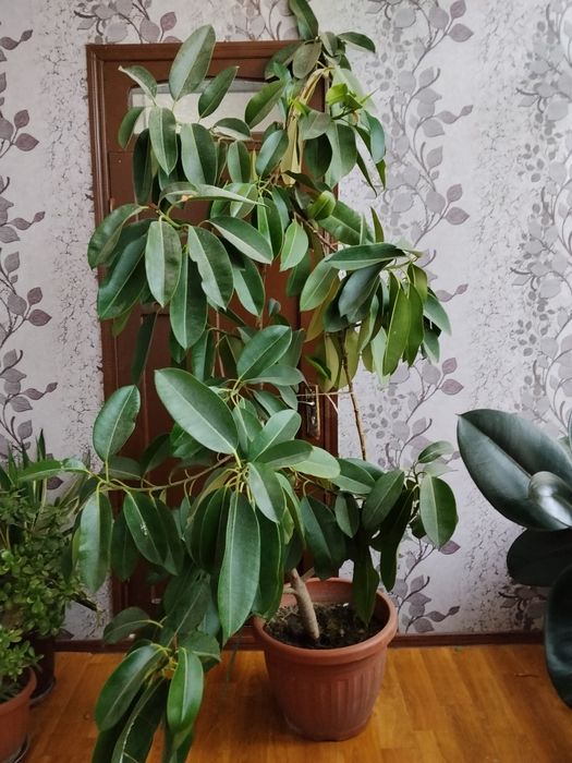 Gul sotiladi dekarativni