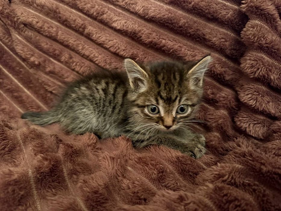 Отдам котёнка (мальчик) в добрые руки