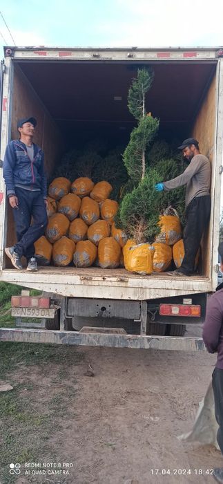 Арча газон гуллар экиш хизмати