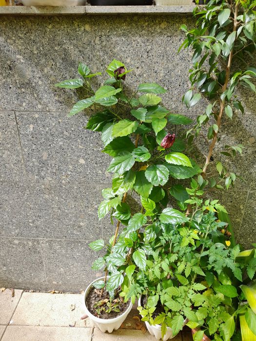 Цветы комнатные  разное