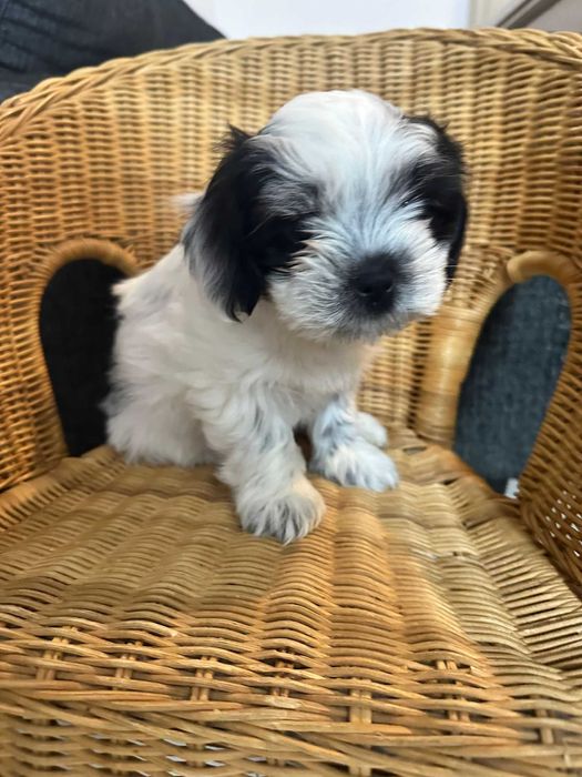 Shih tzu dragalas