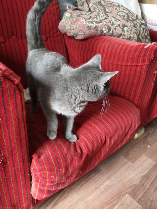 Котята в хорошие руки