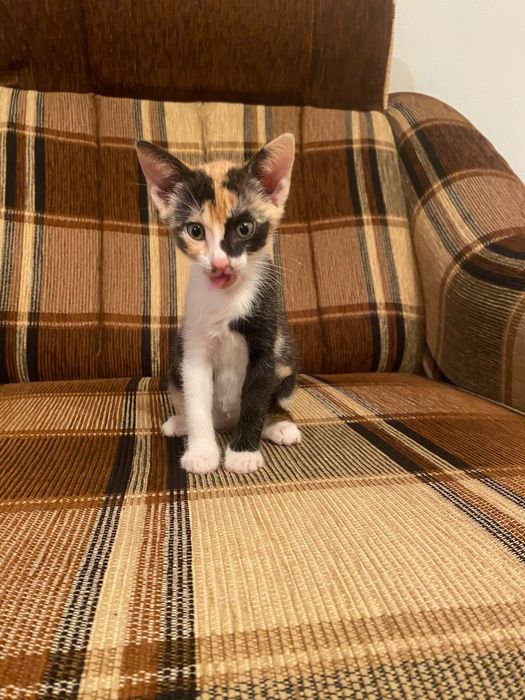 Pui de pisica spre adoptie
