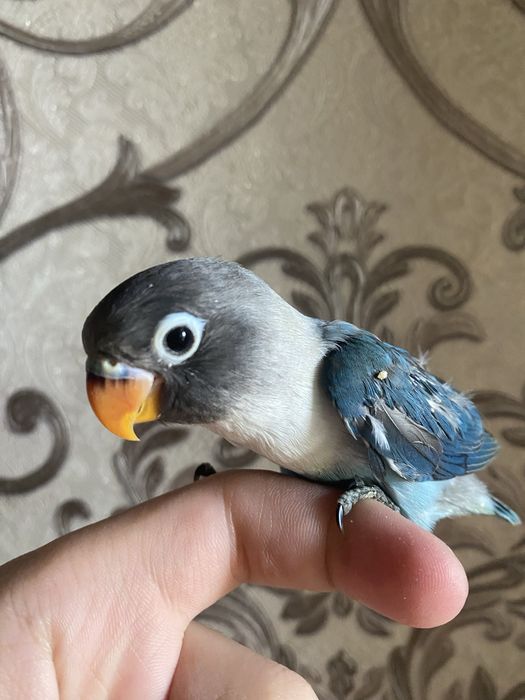 Ruchnoy papugay maska sotiladi