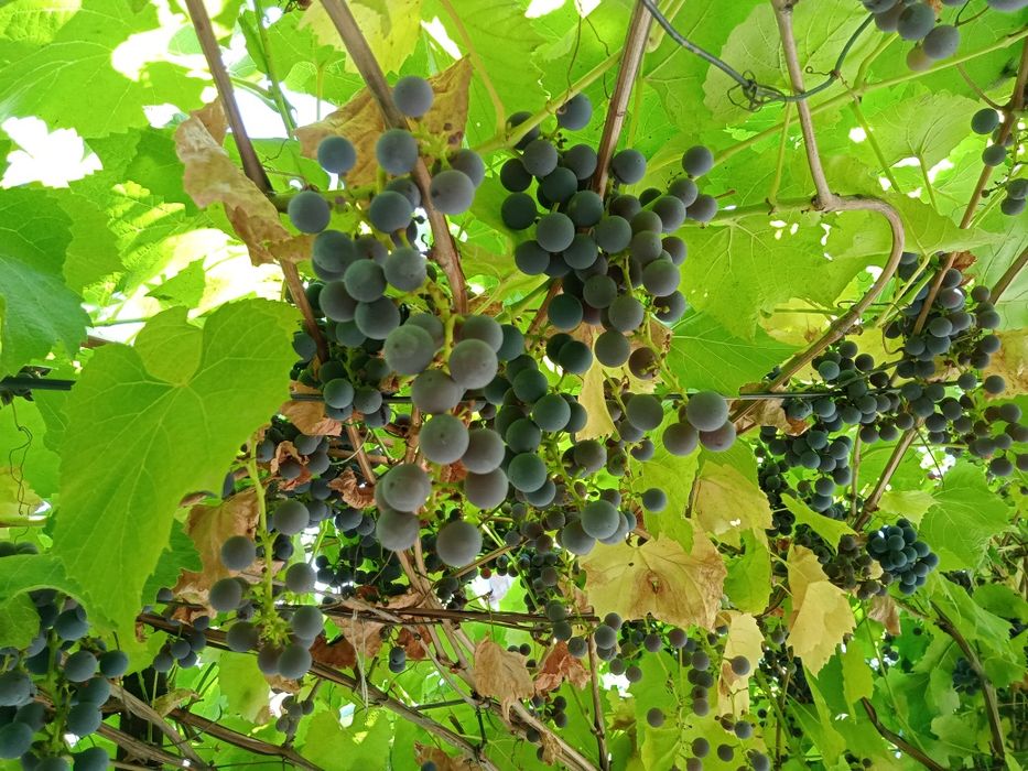 Продам сливы и виноград