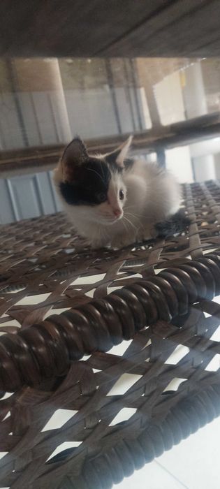 Отдадим котят в добрые руки. Бесплатно. Мушукчалар бепул берилади