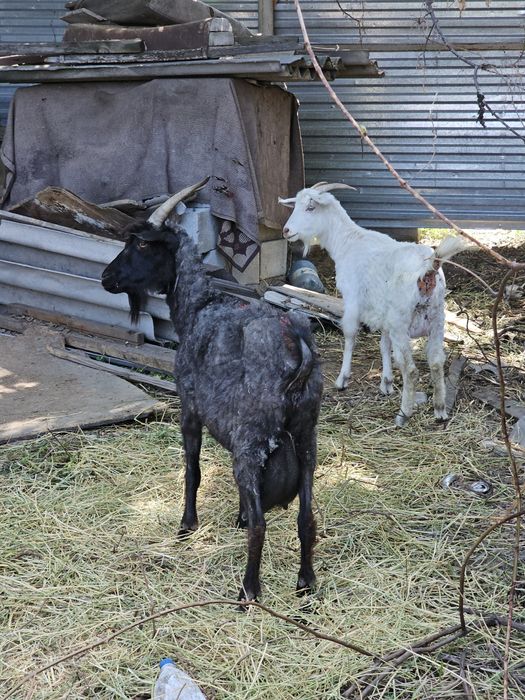 Саумалы ешки сатылады.