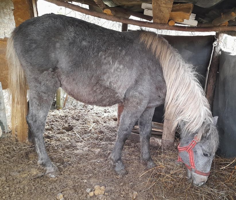 Se vinde mânz 1,8 luni