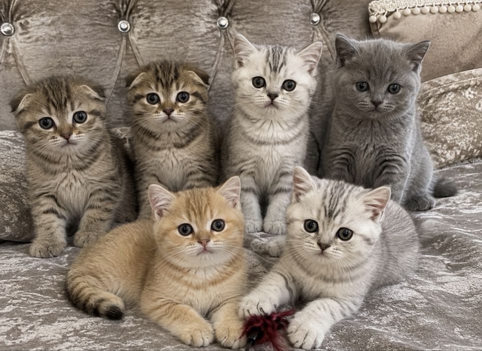 Прямоухие котята