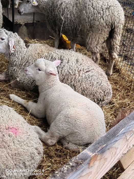 Продавам  агнета