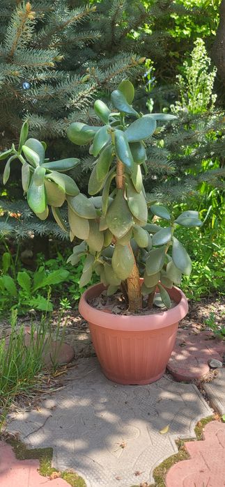 Красула, толстянка