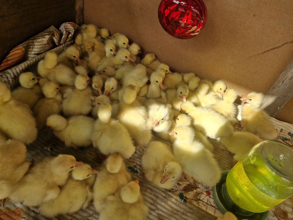 Гусята линда ...