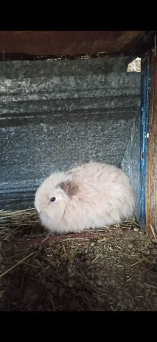 Декоративные, вислоухие срочно