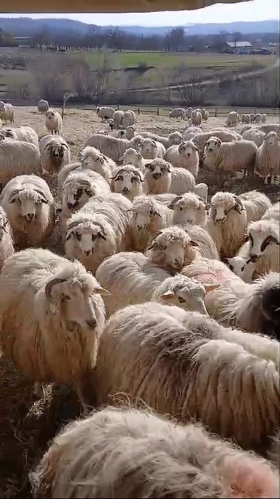 Vand 100 de oi cu miei