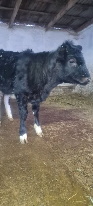 Продаётся тёлочка