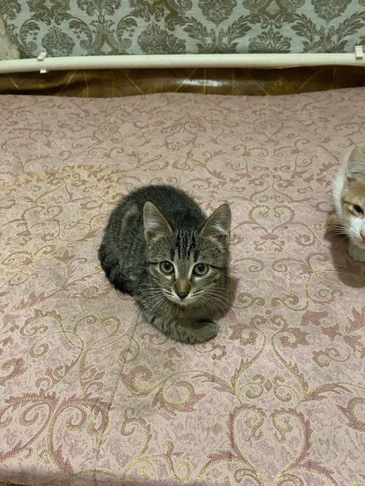 Отдам котят в добрые руки