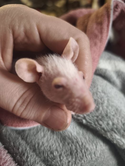 Лысые крысята , морщинки