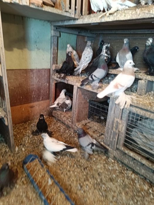 Продаются голуби