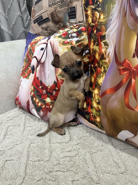 Мини мальчик  чихуа-хуа