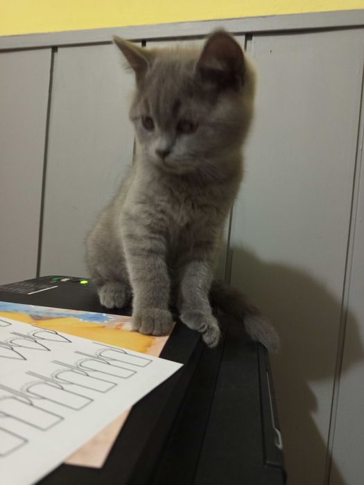 Британска късокосместа