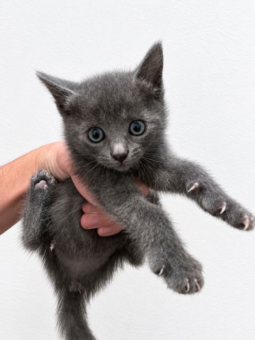 Подарявам 3 малки котенца